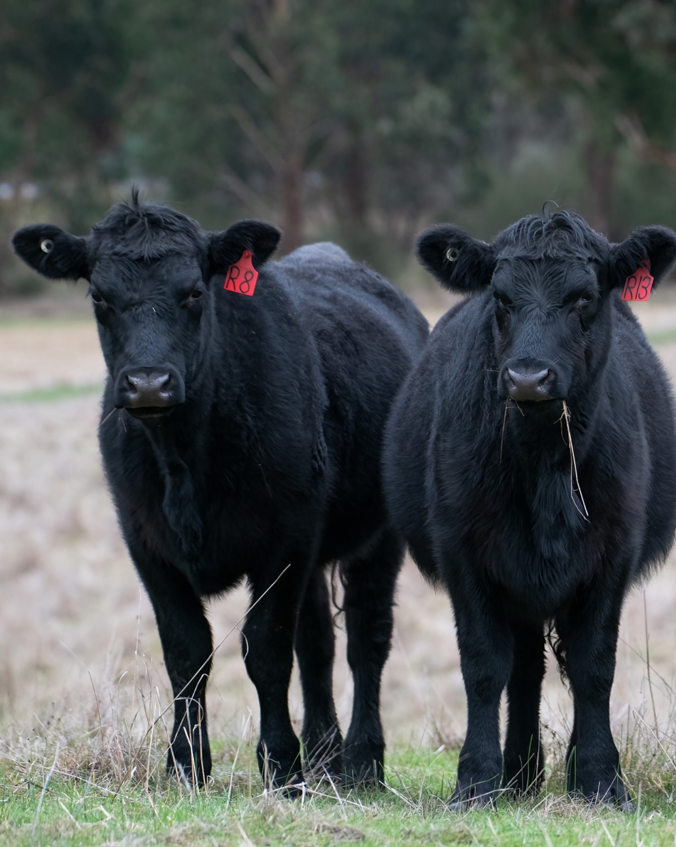 Nordfriesisches Weiderind